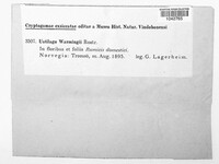 Microbotryum warmingii image